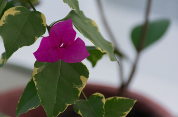 Beautiful fuchsia-colored bougainvillea flower with three petals in a pot.