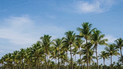 Fototapeta premium A line of palm trees under blue sky with clouds.