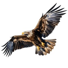 Obraz premium Majestic bald eagle soaring through the sky with wings spread wide open on a white backdrop