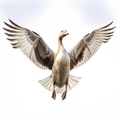 Fototapeta premium Goose extends its wings against a bright white background in a full shot