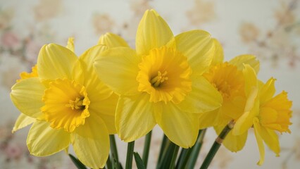 Fototapeta premium Bright yellow daffodils in bloom with soft background. Springtime flowers, vibrant and cheerful. Nature, garden, and floral beauty.