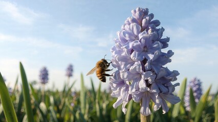 A bee collecting nectar from a hyacinth flower in a garden with a blue sky background.