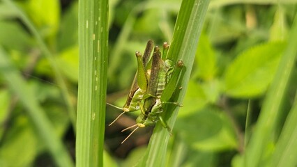 Macro Photography of Mating Green Grasshoppers in Natural Habitat.