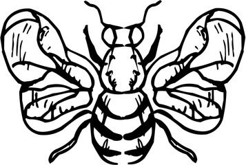 Hand-Drawn Sketch Isolated Simple Flying Bee Insect