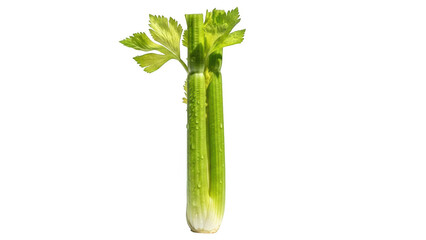 Fresh green celery stalks with water droplets on black background vegetable