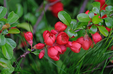 A flowering branch of quince