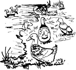 Hand-Drawn Sketch Ducks Grazing and Swimming on River Landscape