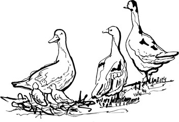Line Art Composition of Three Geese on the Grass Sketch