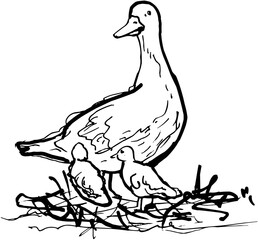Hand-Drawn Sketch Goose Mother Bird and Two Goslings