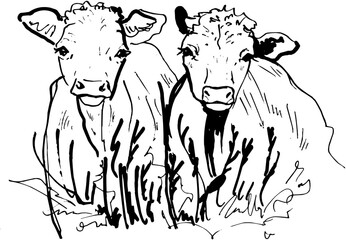 Line Art Outline Two Cows Standing Next to Each Other