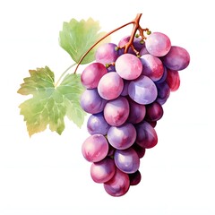 Fototapeta premium Watercolor painting of a bunch of fresh grapes with a leaf on a white background