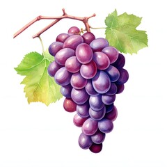 Fototapeta premium Watercolor illustration of ripe grapes hanging from a vine with leaves