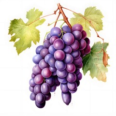 Fototapeta premium Watercolor painting of ripe grapes hanging from the vine with green leaves