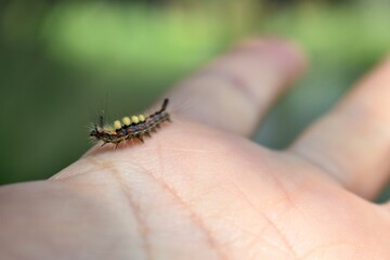 Oruga en la palma de una mano.