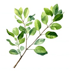 Naklejka premium Elegant branch with fresh green leaves in a watercolor style isolated on white