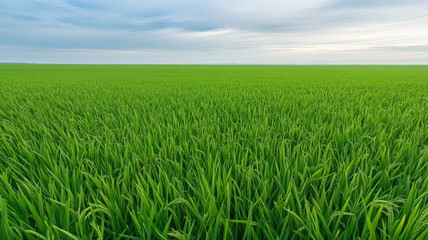 Lush green rice field under cloudy sky, peaceful landscape, agriculture, rural, nature