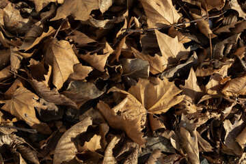 A dense layer of dry brown autumn leaves covers the ground, creating a warm natural texture with curled edges and rich earthy tones, ideal for seasonal backgrounds or nature concepts.
