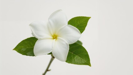 Naklejka premium White flower with green leaves on a stem.
