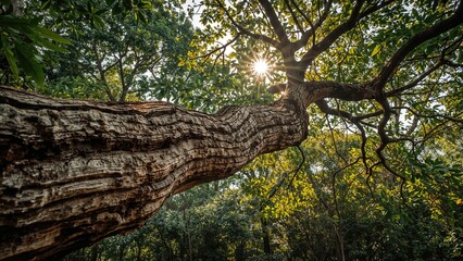 Fototapeta premium A tall tree in a forest with sunlight shining through the branches.