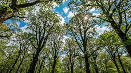 Fototapeta premium Sunlight shining through green tree canopy on a bright day in the forest