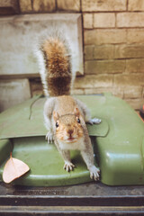 A cheeky urban grey squirrel trying to get into a dust bin