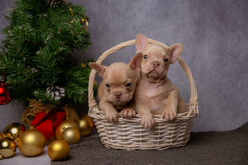 French bulldog puppies on new year's background