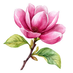 Fototapeta premium Magnolia Flower, playful watercolor vector painting with subtle shadowing and soft gradients, isolated on a white background.