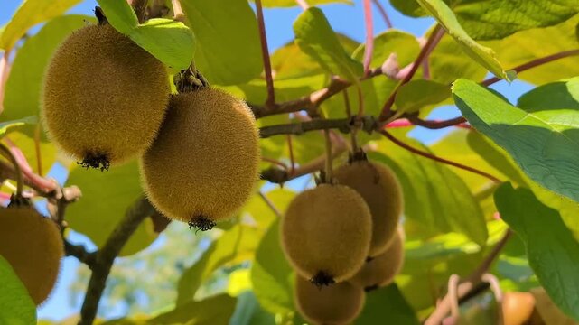 Kiwi growing. Ripe kiwi fruit on the tree surrounded by leaves before picking. Local Organic Farming concept.