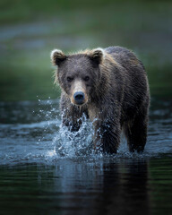Brown Bear  (Ursus arctos) fishing in a stream, Lake Clark National Park, Alaska 