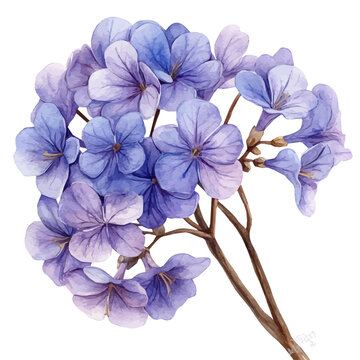 Jacaranda Flower, watercolor with intricate brush textures and gentle highlights, isolated on a white background.