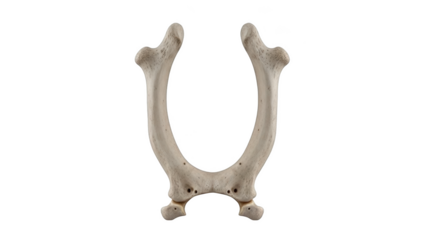 Anatomical human clavicle bone isolated on black background collarbone human bone