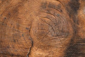  texture of a felled tree trunk or stump.