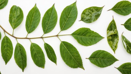 Naklejka premium A branch with multiple green leaves, some variegated, arranged on a white background.