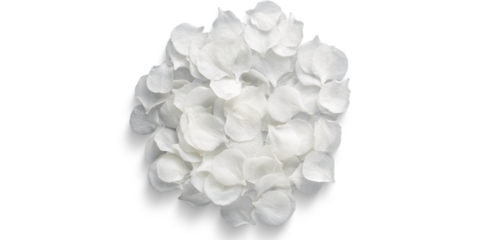 close up of a white flower