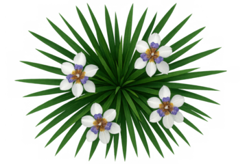 Dietes iridioides plant with white flowers, green leaves, aerial shot isolated on transparent background