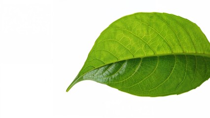 Fototapeta premium Close-up of a green leaf showing detailed vein structure. Nature, plant, and foliage. The concept of botanical life and plant health.