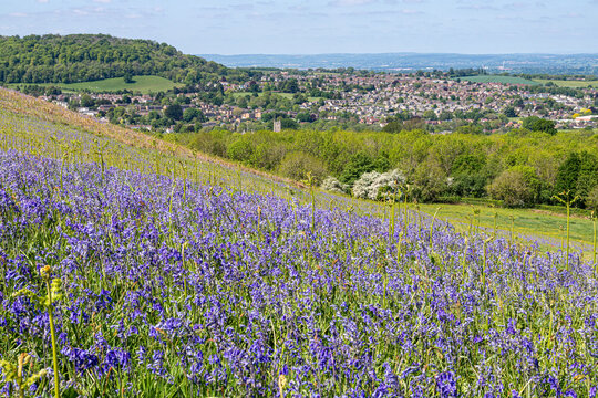 Bluebells flowering in early May on Cam Peak (an outlier of the Cotswold scarp) near Dursley, Gloucestershire, England UK