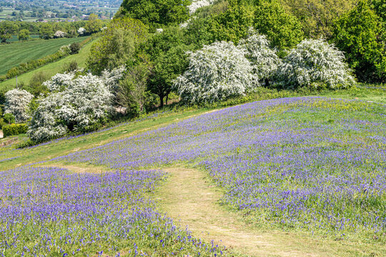 Bluebells flowering and hawthorn in blossom in early May on Cam Peak (an outlier of the Cotswold scarp) near Dursley, Gloucestershire, England UK