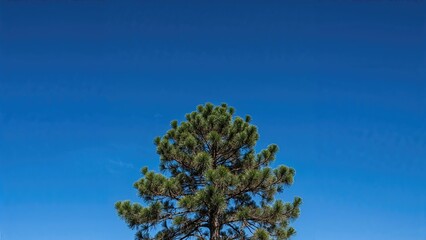 Obraz premium A lone pine tree against a clear blue sky with no clouds.