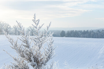 Close-up of a cedar with frost crystals on a foggy morning in the winter with snowy fields in the background. 