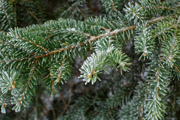 close up of frosted green pine needles hanging from evergreen tree