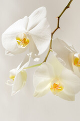 Fototapeta premium White orchid on a light background. Delicate background. Floral background.