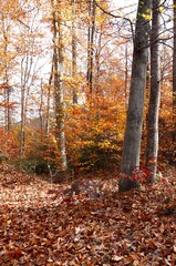Beautiful woodlands in autumn