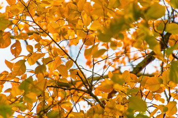 Golden autumn leaves on tree branches in sunlit forest canopy