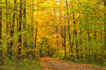 Fototapeta premium Golden autumn forest pathway with lush trees and vibrant foliage