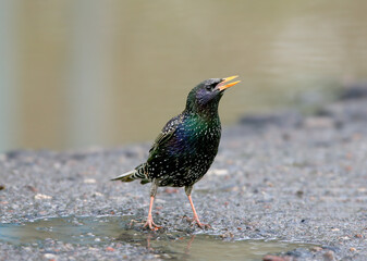 A close-up shot of a common starling (Sturnus vulgaris) standing on the bank of a puddle against a blurred background