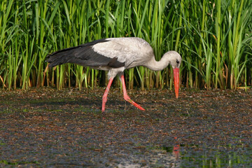 An adult white stork (Ciconia ciconia) in breeding plumage forages in shallow water in the Danube Delta.