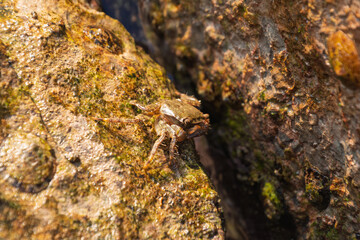 Small crab on mossy rocks by the shoreline under sunlight. marbled crab
