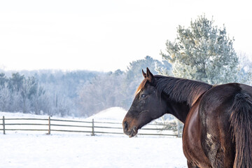 The head of a bay mare looking at a snowy pasture. 