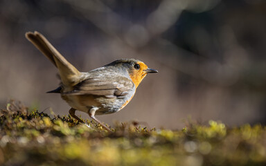 Closeup of european robin standing on the mossy ground with blur background